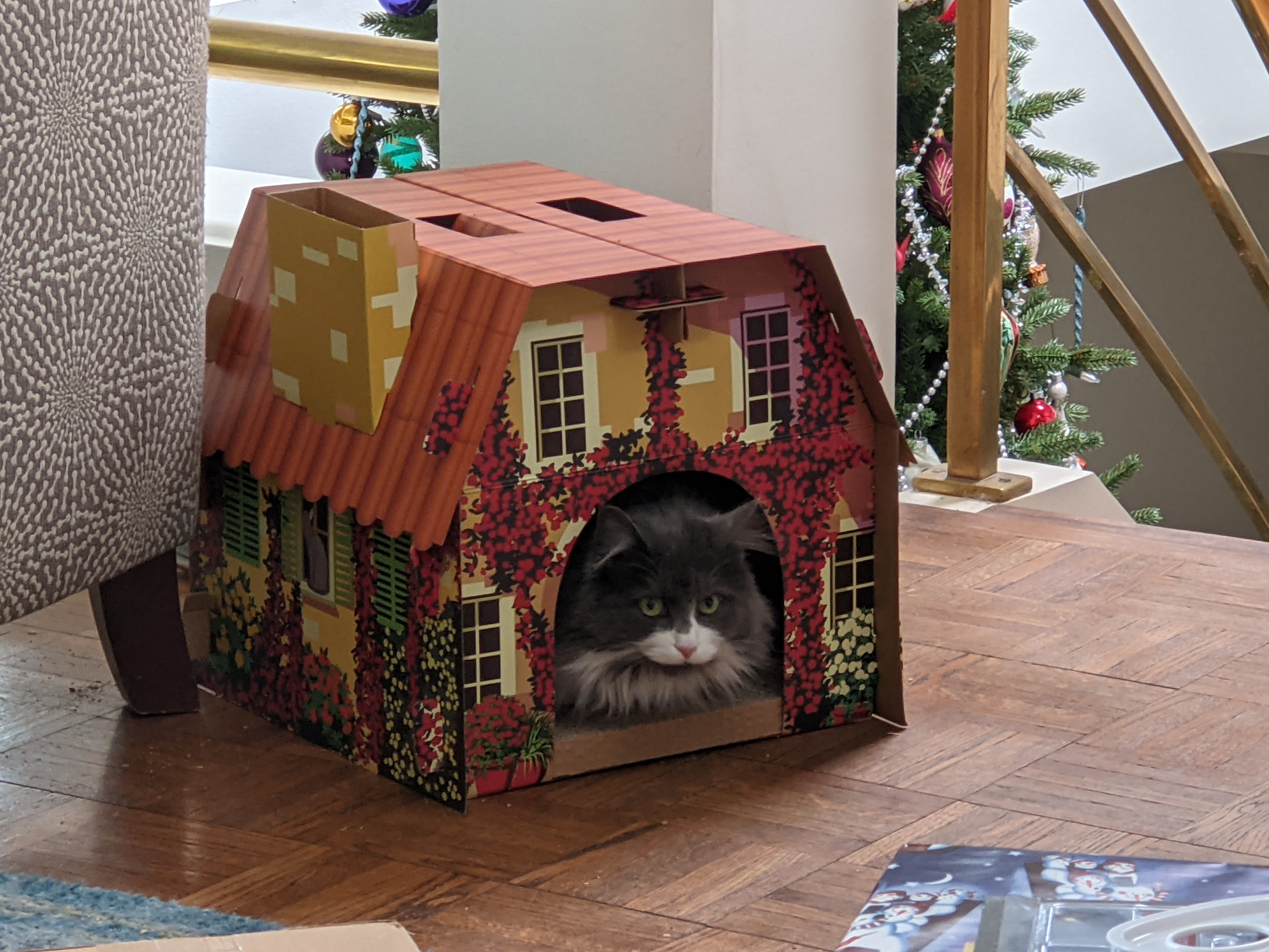 Cat in House