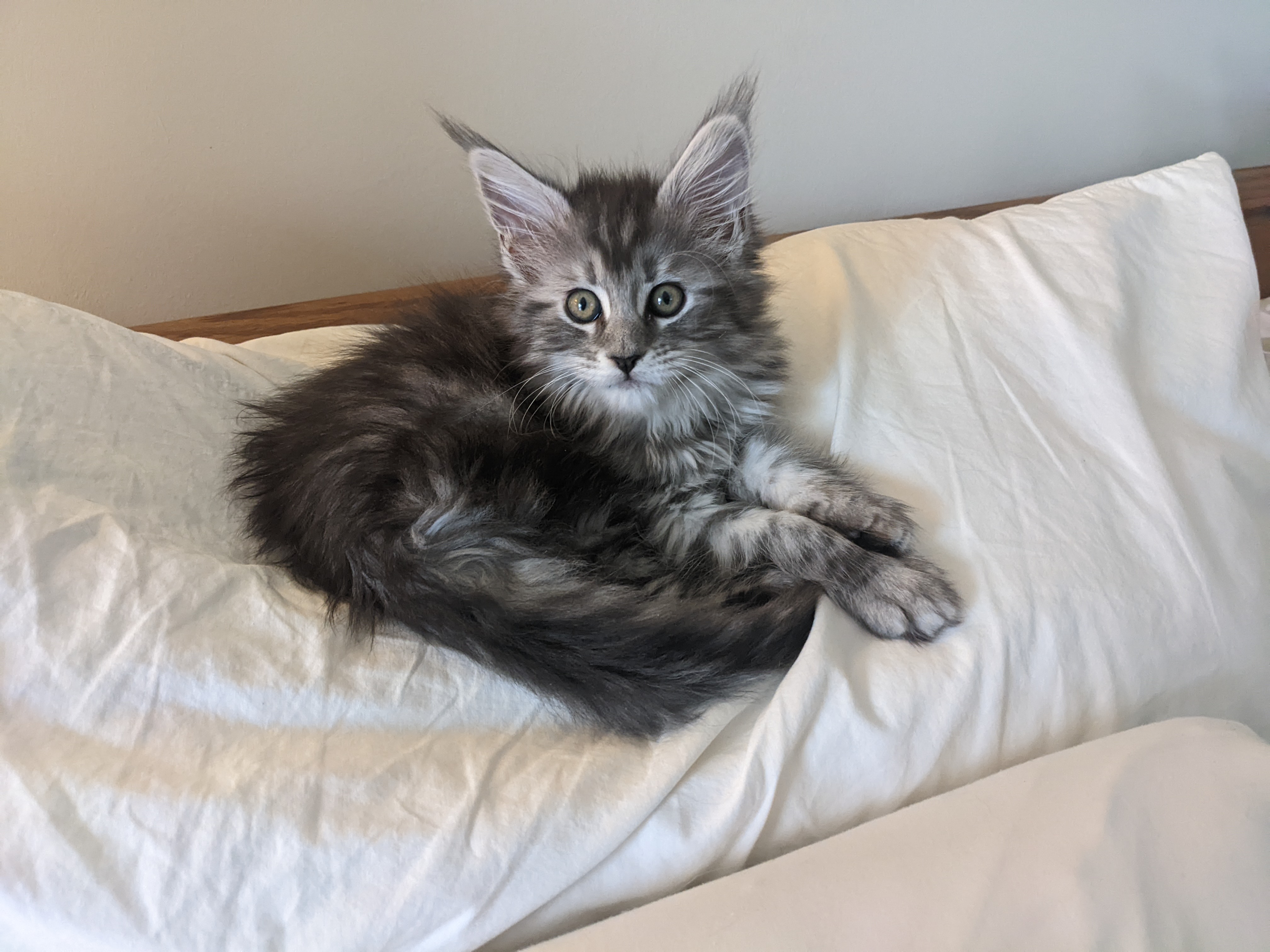 Kitten on Bed