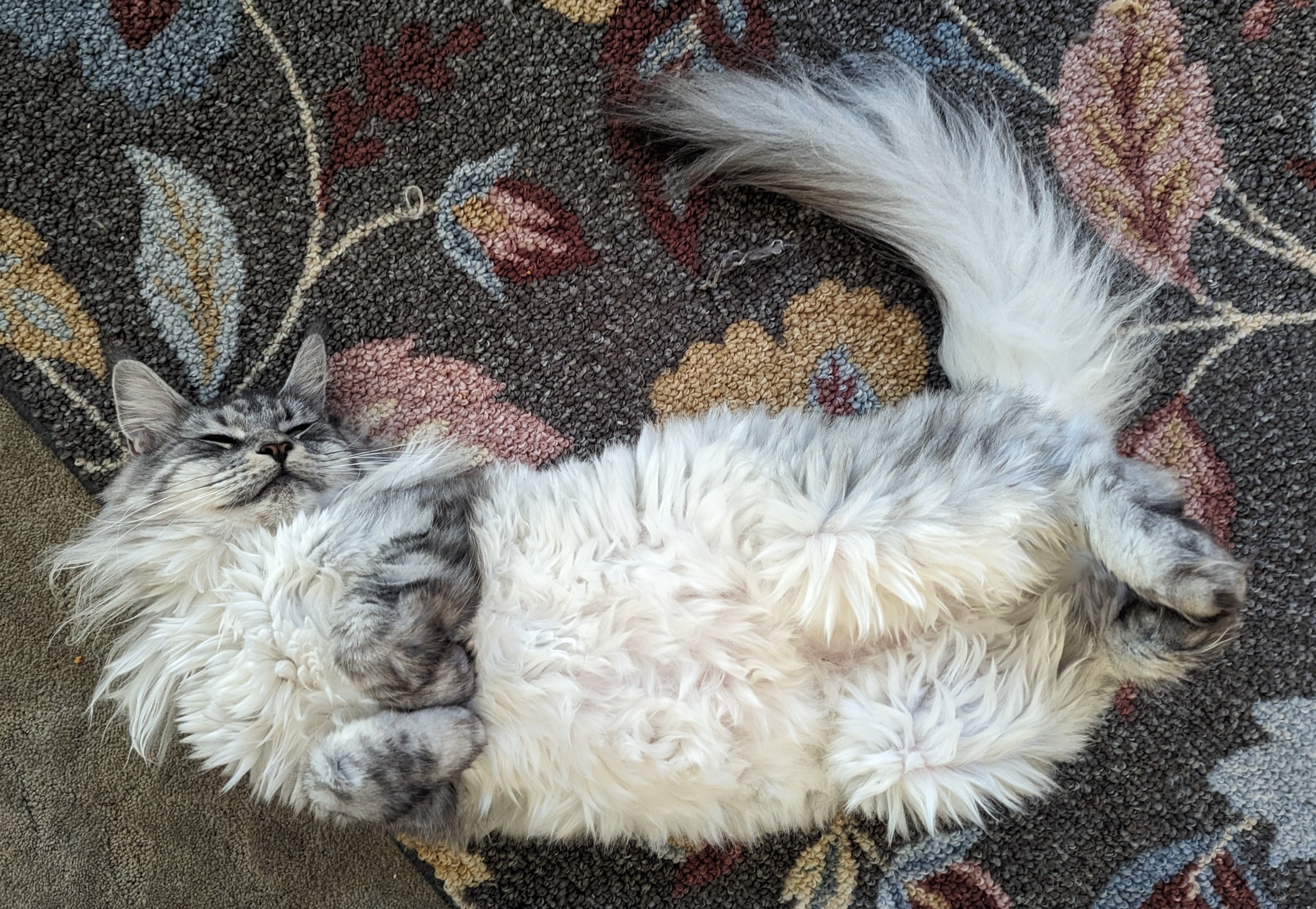 Cat Relaxing