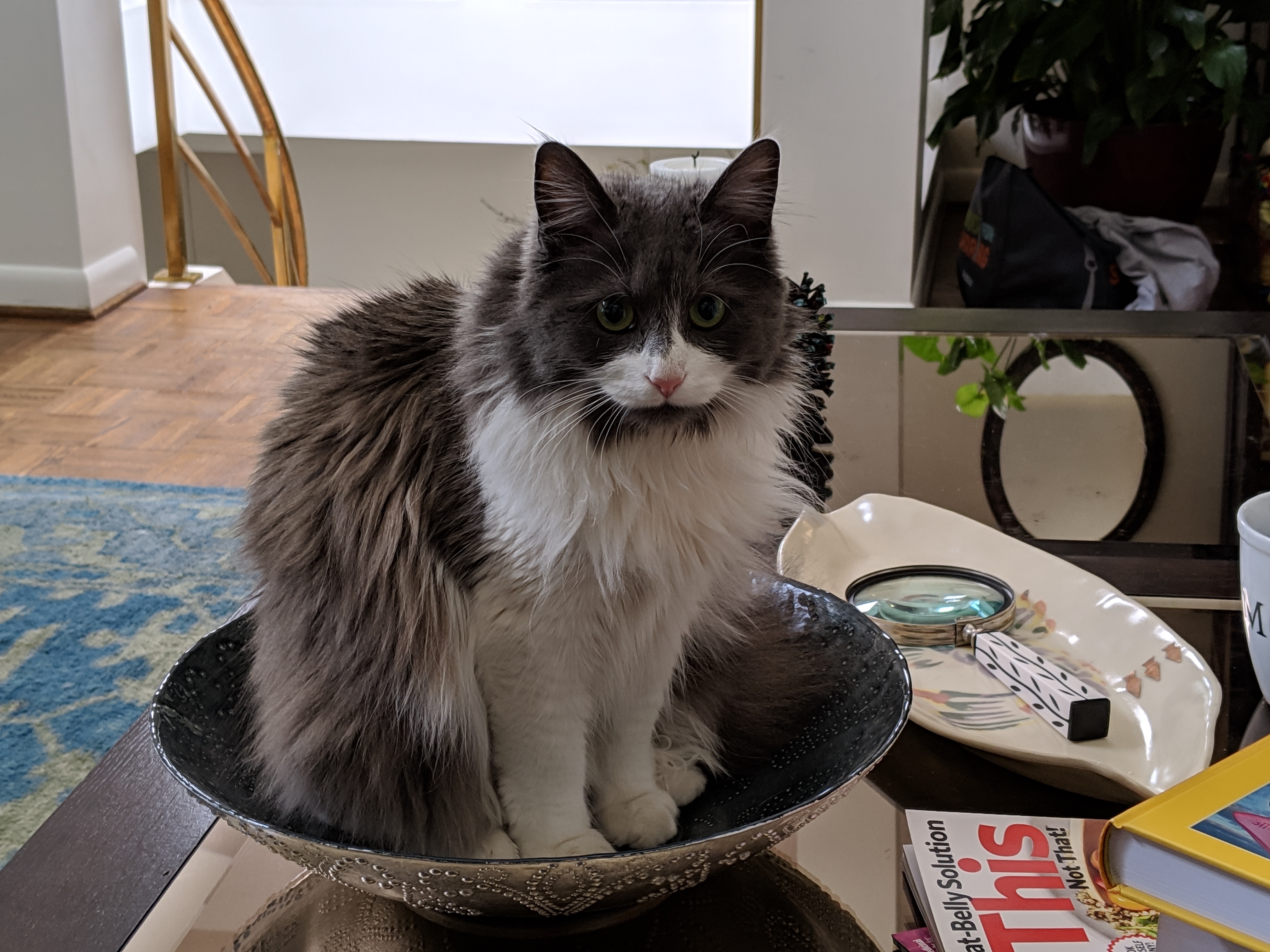 Cat in Bowl