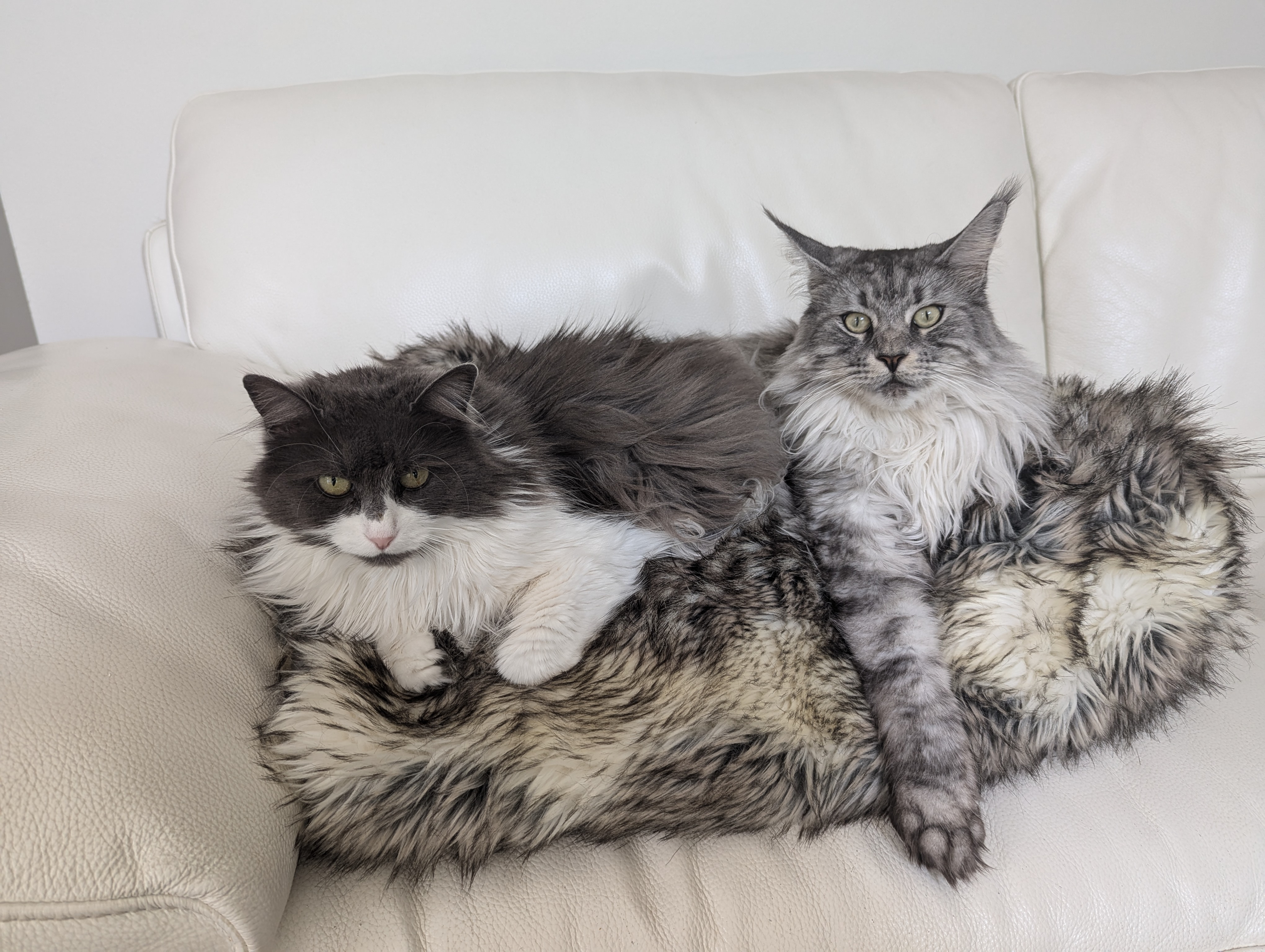 Cats on Couch