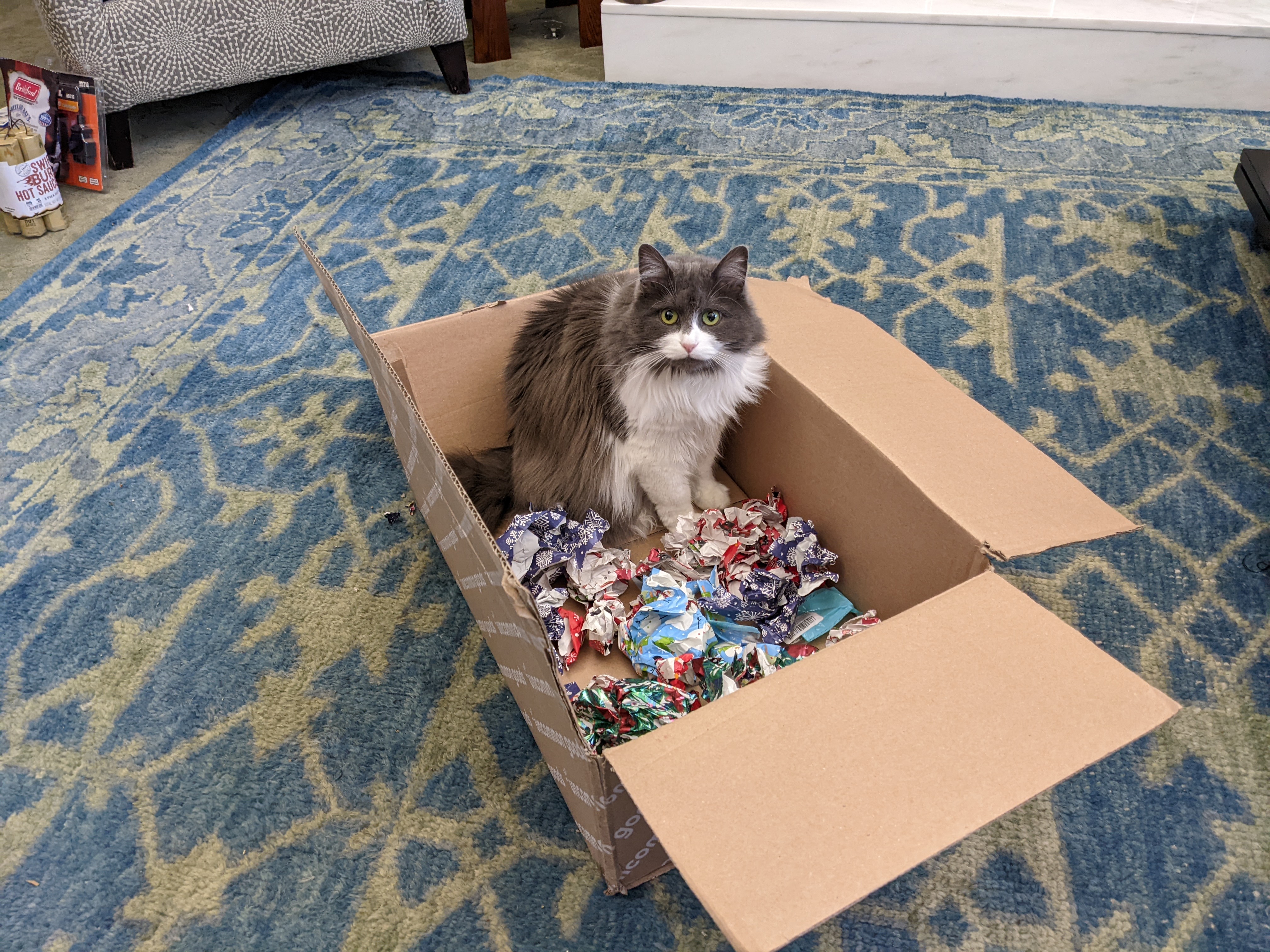 Cat in Box