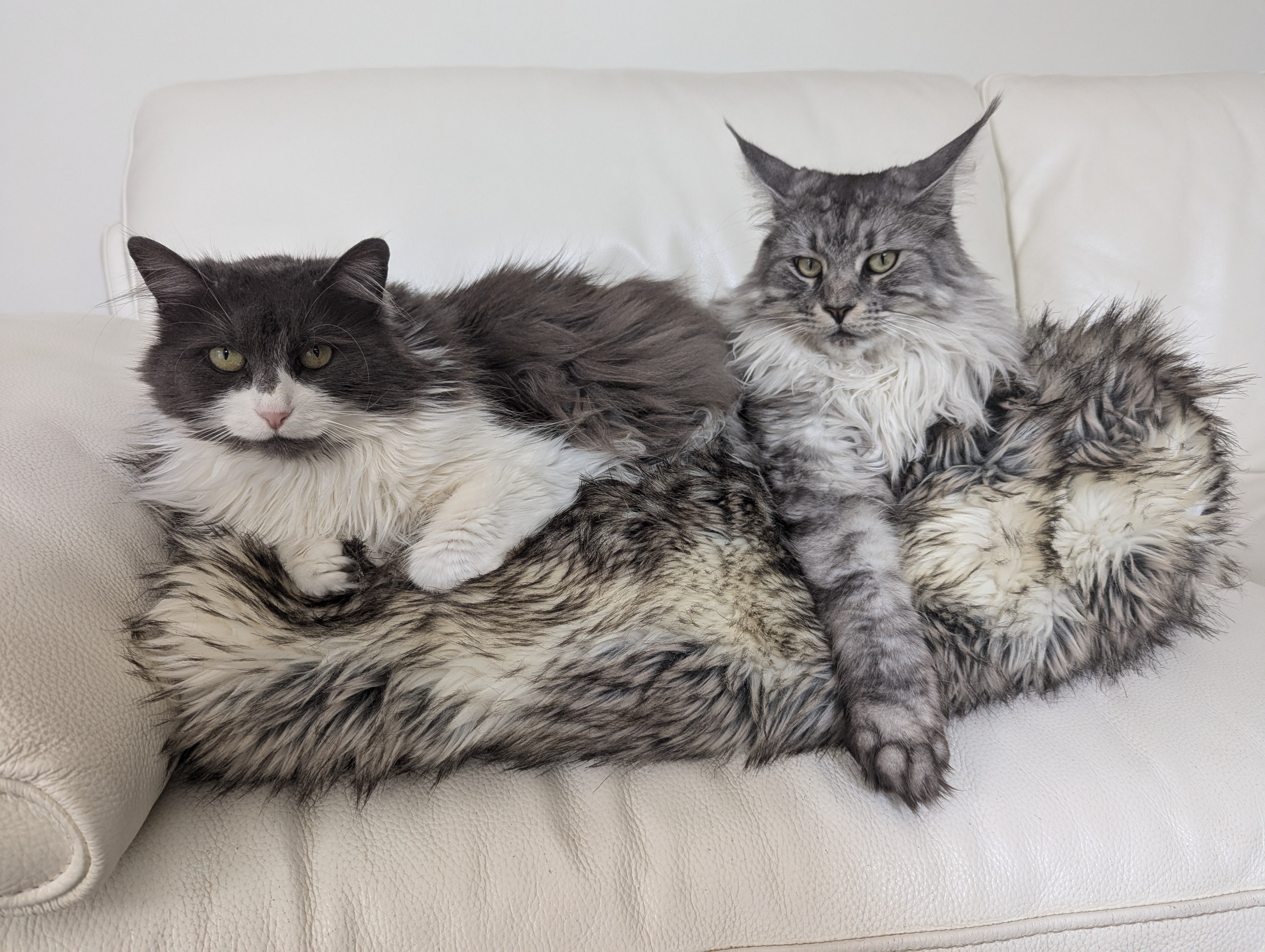 Cats on Couch 2