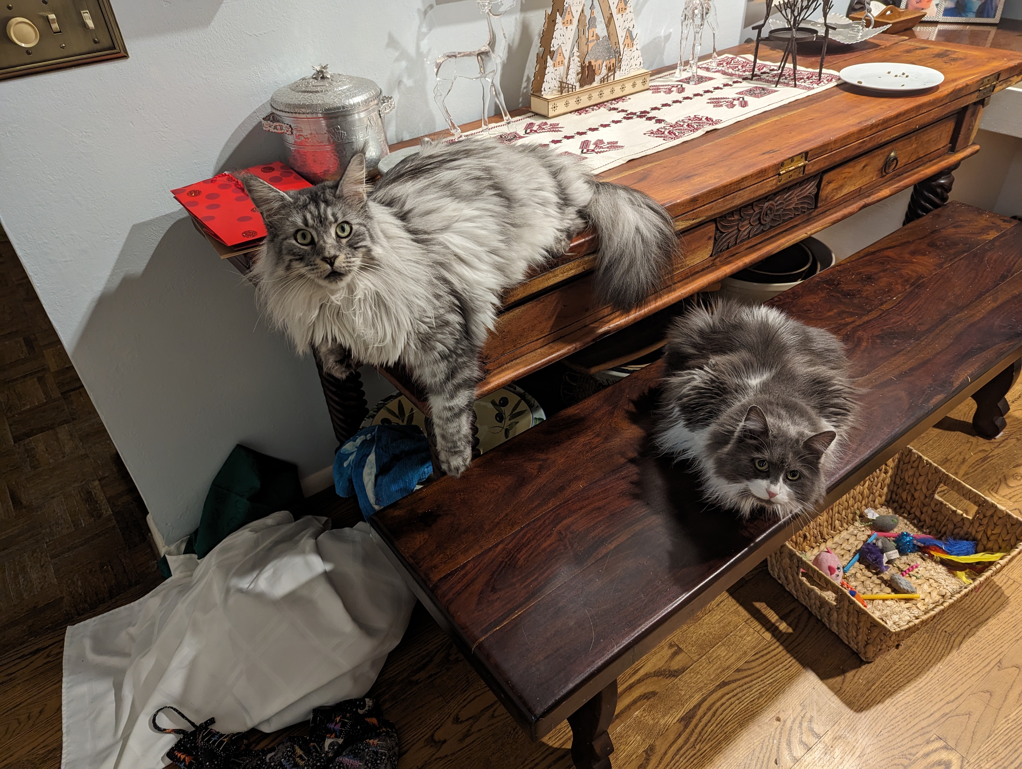 Cats on Furniture