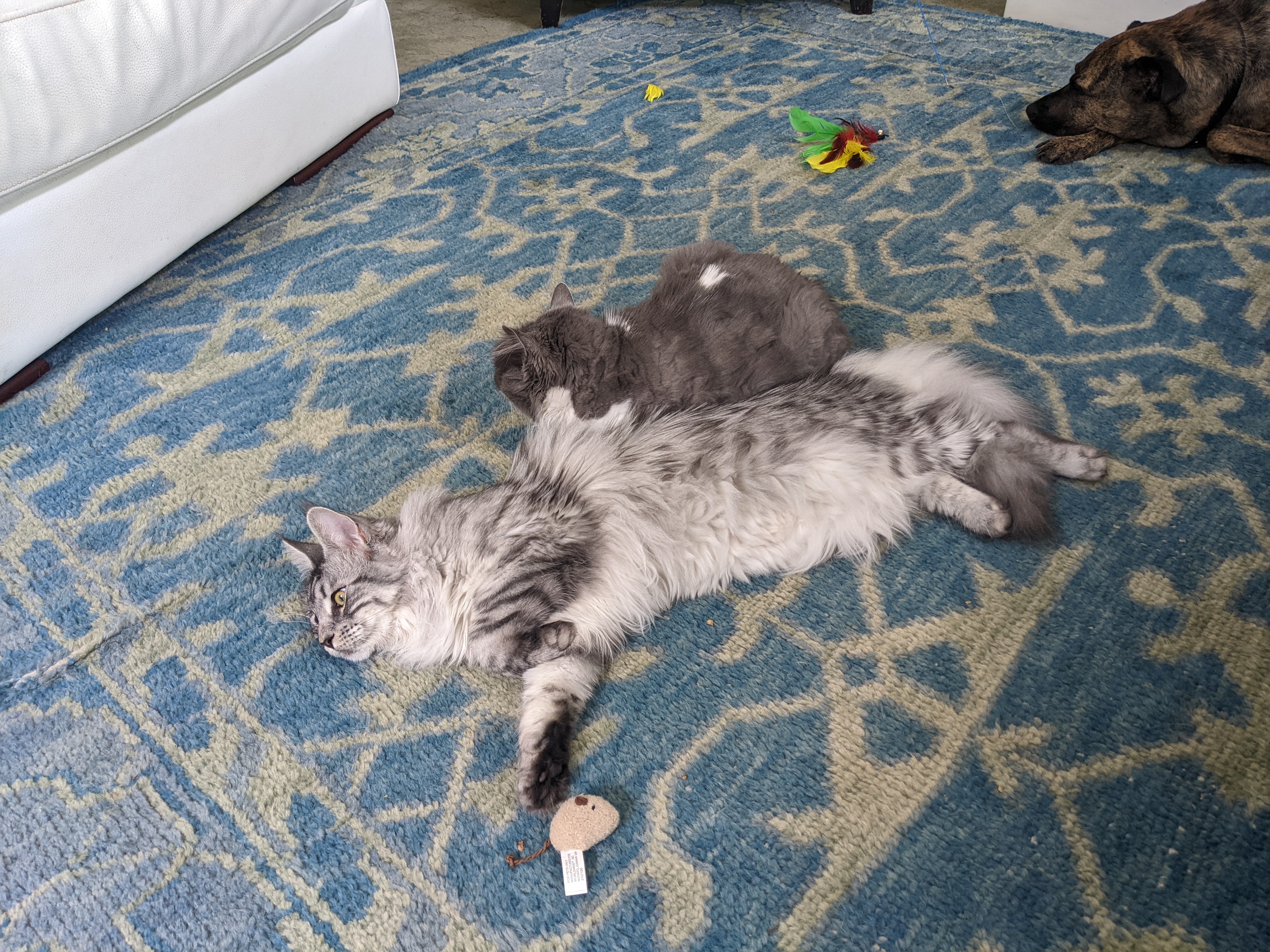 Cats Relaxing